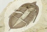 Ventral Huntonia Trilobite - Black Cat Mountain, Oklahoma #241428-4